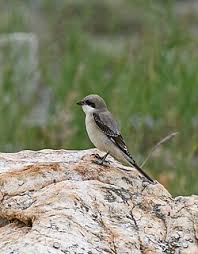 Attēlu rezultāti vaicājumam “Lanius excubitor”