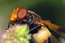 Attēlu rezultāti vaicājumam “Volucella pellucens”