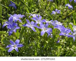 Attēlu rezultāti vaicājumam “Scilla luciliae”