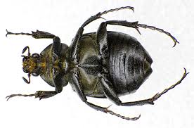 Attēlu rezultāti vaicājumam “Gnorimus variabilis”