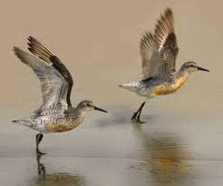 Attēlu rezultāti vaicājumam “Calidris canutus”