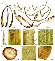 Attēlu rezultāti vaicājumam “Distichium capillaceum sporophyte”