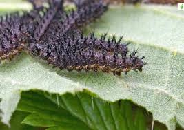 Attēlu rezultāti vaicājumam “Araschnia levana upperside”