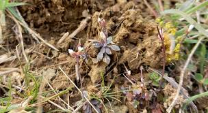 Attēlu rezultāti vaicājumam “Cardaminopsis arenosa bud”