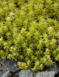 Attēlu rezultāti vaicājumam “Racomitrium canescens”