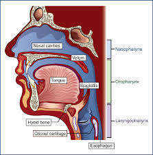 Image result for Nasolamia velox