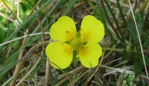 Attēlu rezultāti vaicājumam “Potentilla erecta flower”