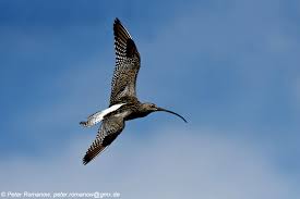 Attēlu rezultāti vaicājumam “Numenius arquata”