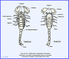 Attēlu rezultāti vaicājumam “Arachnida”
