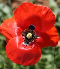 Image result for Papaver rhoeas