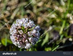 Attēlu rezultāti vaicājumam “Teesdalia nudicaulis”