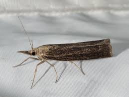 Attēlu rezultāti vaicājumam “Pediasia contaminella”