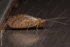 Attēlu rezultāti vaicājumam “Hemerobiidae”