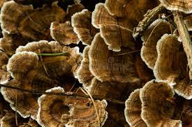 Attēlu rezultāti vaicājumam “Gloeophyllum odoratum”