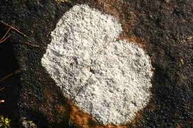 Attēlu rezultāti vaicājumam “Pertusaria flavida”