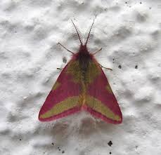 Attēlu rezultāti vaicājumam “Lythria cruentaria”