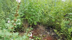 Attēlu rezultāti vaicājumam “Carex remota fruit”