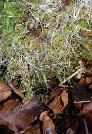 Attēlu rezultāti vaicājumam “Ptilidium pulcherrimum”