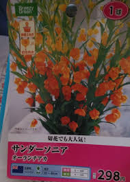 「ソニア・パレス」の画像検索結果