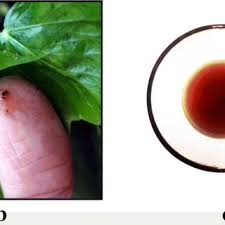 Attēlu rezultāti vaicājumam “Macrosiphoniella absinthii”