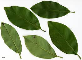 Attēlu rezultāti vaicājumam “Magnolia cylindrica”