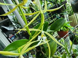 Attēlu rezultāti vaicājumam “Heterotrichia oerstedii (syn. Arcyria oerstedii) stalked”