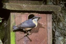 Attēlu rezultāti vaicājumam “Sitta europaea nest”