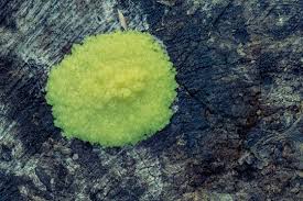 Attēlu rezultāti vaicājumam “Stemonitis foliicola plasmodium”