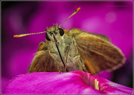 Attēlu rezultāti vaicājumam “Thymelicus sylvestris underside”