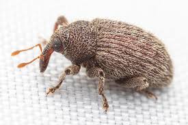 Attēlu rezultāti vaicājumam “Curculionidae”