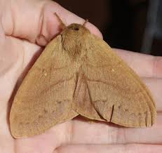 Attēlu rezultāti vaicājumam “Lasiocampidae”