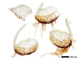 Attēlu rezultāti vaicājumam “Tritomaria exsectiformis”