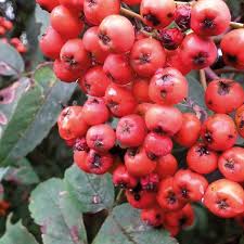 Attēlu rezultāti vaicājumam “Angelica sylvestris fruit”