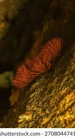 Attēlu rezultāti vaicājumam “Lignydium muscorum plasmodium”