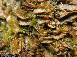 Attēlu rezultāti vaicājumam “Mylia anomala”