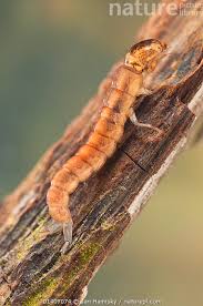 Attēlu rezultāti vaicājumam “Trichoptera”