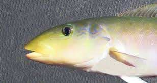 Image result for Malacanthus plumieri