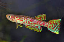 Image result for Aphyosemion