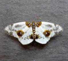 Attēlu rezultāti vaicājumam “Abraxas grossulariata imago”