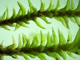 Attēlu rezultāti vaicājumam “Hedwigia ciliata sporophyte”