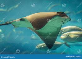 Image result for Aetomylaeus bovinus