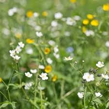 Attēlu rezultāti vaicājumam “Ranunculus acris flower”