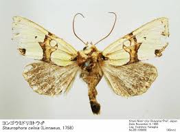 Attēlu rezultāti vaicājumam “Staurophora celsia”