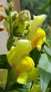 Attēlu rezultāti vaicājumam “Antirrhinum majus leaf”