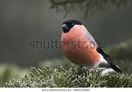 Attēlu rezultāti vaicājumam “Pyrrhula pyrrhula”