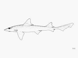 Image result for Mustelus canis