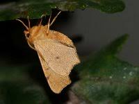 Attēlu rezultāti vaicājumam “Ennomos erosaria”