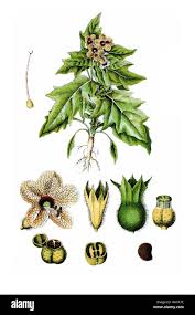 Attēlu rezultāti vaicājumam “Hyoscyamus niger fruit”