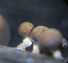 Attēlu rezultāti vaicājumam “Diachea subsessilis”