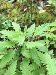 Attēlu rezultāti vaicājumam “Lycopus europaeus”